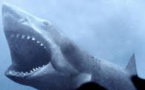 Australie: Un requin arrache le pied droit  d'un touriste anglais de 28 ans