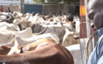 VIDEO - Gamou 2019: Aziz Ndiaye convoie un troupeau de bœufs à Tivaouane