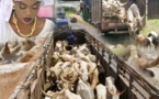 Célébration du Gamou 2019: Sokhna Aida Diallo convoie 5 camions de bœufs à Médinatoul Salam