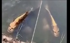 Un poisson au «visage humain» repéré en Chine (vidéo)