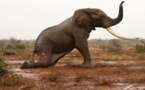 Namibie: un touriste australien tué par un éléphant