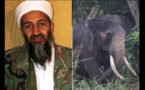 Inde: Un éléphant surnommé Oussama ben Laden piétine cinq personnes à mort