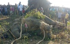 Inde: les autorités prennent des dispositions concernant l’éléphant surnommé ”Oussama ben Laden”