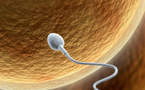 Les femmes détectent mieux le danger après l'ovulation