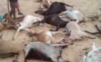 Louga : de chiens errants déciment un troupeau à Leona