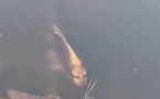 Vidéo: Un poisson à visage "humain" affole la toile