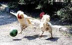 Un Coq Sportif en plein action, contre de balle digne des vrai pros du football