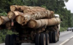 Trafic international de bois en Casamance : saisie de deux camions gambiens