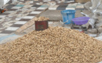 Campagne de commercialisation de l’arachide : les producteurs de Nioro choisissent les loumas