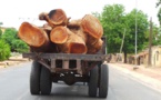 Vidéo: pillage du bois au Sénégal, vers la disparition des  forêts