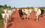 Louga: 4 personnes déférées au parquet après un affrontement entre bergers et agriculteurs