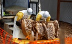 Plus de 3000 cas d'Ebola enregistrés en RDC
