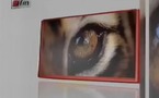 L'oeil du tigre du vendredi 27 avril