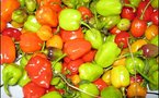 Le piment : Un remède contre le cholestérol