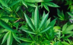 USA: pénuries de cannabis dans l'Illinois quelques jours après sa légalisation