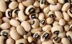 Mbacké : diagnostic sans complaisance de la situation du secteur agricole