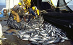 Les licences de pêche prolongées de trois mois depuis le 6 mai
