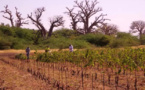 Nguékhokh : les premières bouteilles de vin made in Sénégal, bientôt sur le marché
