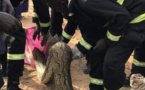 Keur Massar: Les sapeurs-pompiers neutralisent un serpent de 3 mètres (Photos)