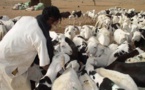 Vol de bétail: Le gang d’Ousseynou «Tialakh» risque 10 ans de prison