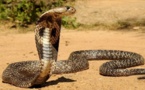 Sédhiou: Mamadou Diang Diallo, frère du correspondant de DMédia mortellement mordu par un serpent