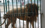 Parc Hann : Un employé mordu par un lion