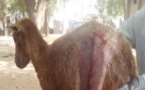 Nigéria: Une chèvre donne naissance à un petit avec un crâne de forme humaine (photos)