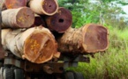 VIDEO - La Gambie a exporté plus de 300 000 tonnes de bois venant...du Sénégal vers la Chine !