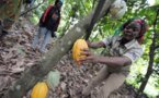 La culture du cacao en danger de mort ? Les chercheurs inquiets