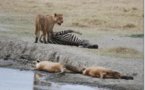 Faute d’espace vital : Des lions vagabonds en pleine capitale kenyane