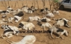 Hodh El-Charghi: 600 têtes de caprins déclarées mortes suite aux pluies