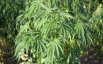 Touba: Un verger de cannabis trouvé au domicile d’un maçon