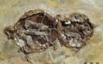 Des tortues fossilisées en pleine copulation