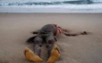 Hamo 4: un corps en état de décomposition découvert sur la plage