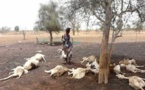 Nioro: Plus de 300 moutons décimés par une plante mystérieuse