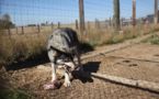 En Louisiane, des loups formés pour garder une prison d'État