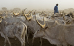Vol de bétail à Darou Samb: Le berger du village disparaît mystérieusement avec 28 bœufs