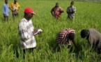 Joal-Fadiouth : reboisement de la digue anti sel