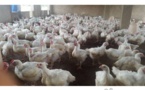 Korité: Plus d’un million de poulets sur le marché