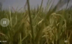 VIDEO - Le maïs arrosé en pleine saison sèche: Cultivé sous un soleil de plomb à Wendou Bosséabé 