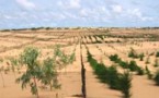 Besoins de 1200 plantes pour reboiser 12 établissements sociocommunautaires à Lambaye