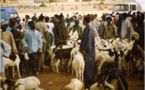 Il n’y aura pas de pénurie de moutons, rassure le gouvernement