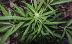 Covid-19 : Le cannabis plus efficace que l'hydroxychloroquine