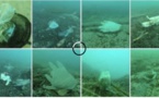 Des centaines de masques et de gants polluent déjà la Méditerranée (VIDEO)