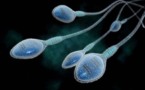 Infertilité : le sperme contient une protéine qui favorise l’ovulation
