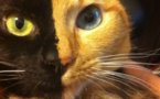 Venus, alias « double-face », le chat qui fait le tour du web!