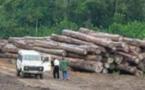 Exploitation transfrontalière et anarchique de bois a Bounkiling : Un Gambien et cinq Sénégalais arrêtés, des chinois dans le réseau