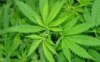Baisse de la consommation de drogue dure : le cannabis en roue libre au Sénégal