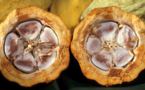 PENJA : il tue  son père pour l'argent du cacao