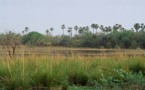 Parc Niokolo Koba: 40 poulaillers modèles en construction dans des localités riveraines